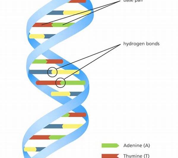 Dna