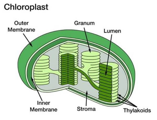 Kloroplas