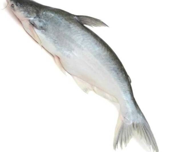 Basa